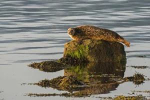 Common / Harbour seal (Phoca vitulina) hauled out on rock in the no take zone, Lamlash Bay Common / Harbour seal (Phoca vitulina) hauled out on rock in the no take zone, Lamlash Bay
