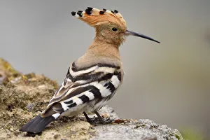 Common hoopoe (Upupa epops) sitting on a stone, Tangjiahe National Nature Reserve Common hoopoe (Upupa epops) sitting on a stone, Tangjiahe National Nature Reserve
