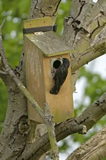Common starling (Sturnus vulgaris) adult with insect food arriving at nestbox to feed Common starling (Sturnus vulgaris) adult with insect food arriving at nestbox to feed
