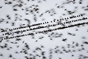 Common starlings (Sturnus vulgaris) gathering on telephone wires pre-roost, Solway Firth Common starlings (Sturnus vulgaris) gathering on telephone wires pre-roost, Solway Firth