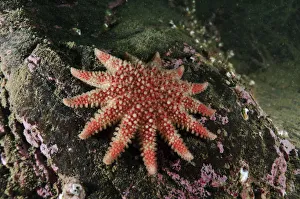 Common Sunstar (Crossaster papposus), St Abbs (St Abbs and Eyemouth Voluntary Marine Common Sunstar (Crossaster papposus), St Abbs (St Abbs and Eyemouth Voluntary Marine