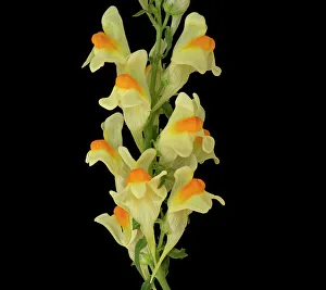 Common toadflax (Linaria vulgaris), orange nectar guides on lower lip and long spur Common toadflax (Linaria vulgaris), orange nectar guides on lower lip and long spur
