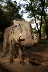 Common warthog (Phacochoerus africanus) portrait, Chipangali Wildlife Orphange, Zimbabwe Common warthog (Phacochoerus africanus) portrait, Chipangali Wildlife Orphange, Zimbabwe