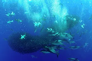 Cory's shearwaters (Calonectris diomedea) diving among a mass of shoaling fish to feed Cory's shearwaters (Calonectris diomedea) diving among a mass of shoaling fish to feed