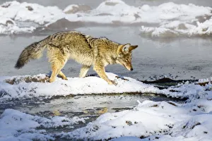Coyote (Canis latrans) foraging in snow. Hayden Valley, Yellowstone National Park, USA Coyote (Canis latrans) foraging in snow. Hayden Valley, Yellowstone National Park, USA