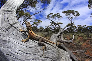 Crested dragon (Ctenophorus cristatus) male basking on a fallen log in chenopod shrubland Crested dragon (Ctenophorus cristatus) male basking on a fallen log in chenopod shrubland