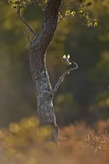 Crested tit (Lophophanes cristatus) taking flight from pine tree in the Cairngorms Crested tit (Lophophanes cristatus) taking flight from pine tree in the Cairngorms