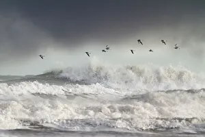 Curlews (Numenius arquata) group flying over the sea during storm. Wales, UK December Curlews (Numenius arquata) group flying over the sea during storm. Wales, UK December