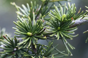 Cyprus cedar (Cedar libani) close-up of needles, Cedar valley, Troodos mountains Cyprus cedar (Cedar libani) close-up of needles, Cedar valley, Troodos mountains