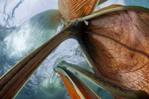 Dalmatian pelicans (Pelecanus crispus) underwater view of group feeding, Lake Kirkini Dalmatian pelicans (Pelecanus crispus) underwater view of group feeding, Lake Kirkini