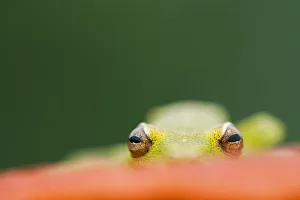 Demerara falls / Rough skinned tree frog (Hypsiboas cinerascens) eyes peering over Demerara falls / Rough skinned tree frog (Hypsiboas cinerascens) eyes peering over