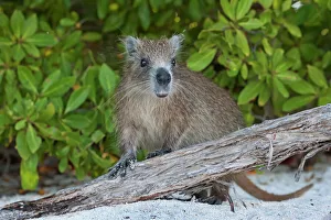 Desmarest's hutia (Capromys pilorides doceleguas), Jardines de la Reina / Gardens of Desmarest's hutia (Capromys pilorides doceleguas), Jardines de la Reina / Gardens of