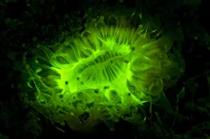 Devonshire cup coral (Caryophyllia smithii) photographed under deep blue light to Devonshire cup coral (Caryophyllia smithii) photographed under deep blue light to