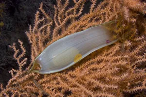 Dogfish egg case / Mermaid's purse (Scyliorhinus sp) on fan coral, Channel Isles Dogfish egg case / Mermaid's purse (Scyliorhinus sp) on fan coral, Channel Isles