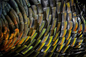 Domestic turkey (Meleagris gallopavo) male, close up of iridescence on feathers, France Domestic turkey (Meleagris gallopavo) male, close up of iridescence on feathers, France