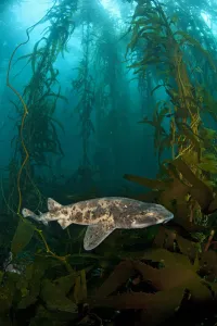 Draughtsboard Shark / Australian Swellshark (Cephaloscyllium laticeps) swims through Draughtsboard Shark / Australian Swellshark (Cephaloscyllium laticeps) swims through