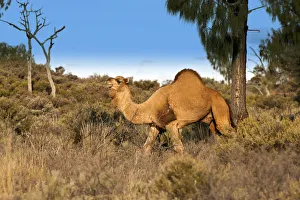Dromedary camel (Camelus dromedarius) wild male, Uluru-Kata Tjuta National Park Dromedary camel (Camelus dromedarius) wild male, Uluru-Kata Tjuta National Park