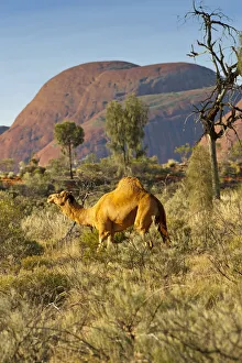 Dromedry camel (Camelus dromedarius) wild male, Uluru-Kata Tjuta National Park Dromedry camel (Camelus dromedarius) wild male, Uluru-Kata Tjuta National Park