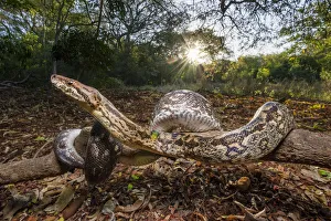 Dumeril's Boa (Acrantophis dumerili) basking in late afternoon sunshine on forest Dumeril's Boa (Acrantophis dumerili) basking in late afternoon sunshine on forest