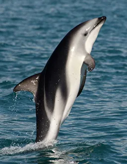 Dusky dolphin {Lagenorhynchus obscurus} leaping at surface, Kaikoura, South Island Dusky dolphin {Lagenorhynchus obscurus} leaping at surface, Kaikoura, South Island