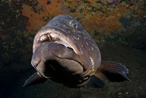 Dusky grouper (Epinephelus marginatus) with mouth open, 'Merouville' ('grouper Dusky grouper (Epinephelus marginatus) with mouth open, 'Merouville' ('grouper