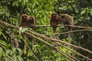 Dusky Titi monkey (Callicebus moloch) family troop sitting on a fallen tree in the Dusky Titi monkey (Callicebus moloch) family troop sitting on a fallen tree in the