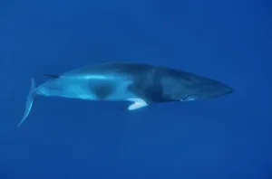 Dwarf Minke whale (Balaenoptera acutorostrata) Great Barrier Reef, Australia. Coral Sea Dwarf Minke whale (Balaenoptera acutorostrata) Great Barrier Reef, Australia. Coral Sea