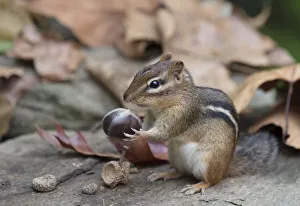 Eastern chipmunk (Tamias striatus) gathering chestnuts, Chestnut Hill, Philadelphia Eastern chipmunk (Tamias striatus) gathering chestnuts, Chestnut Hill, Philadelphia
