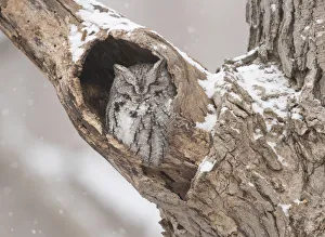 Eastern screech-owl (Megascops asio) grey morph, roosting in tree cavity in winter Eastern screech-owl (Megascops asio) grey morph, roosting in tree cavity in winter