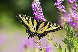 Eastern tiger swallowtail butterfly (Papilio glaucus) female, nectaring on Purple Loosestrife Eastern tiger swallowtail butterfly (Papilio glaucus) female, nectaring on Purple Loosestrife