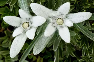 Two Edelweiss (Leontopodium alpinum) flowers, Triglav National Park, Slovenia, July 2009 Two Edelweiss (Leontopodium alpinum) flowers, Triglav National Park, Slovenia, July 2009
