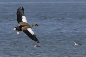 Egyptian goose (Alopochen aegyptiacus) in flight over Rutland Water, Rutland, UK, August Egyptian goose (Alopochen aegyptiacus) in flight over Rutland Water, Rutland, UK, August