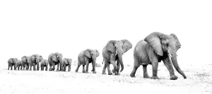 Elephant (Loxodonta africana) herd walking in a line, Etosha National Park, Namibia Elephant (Loxodonta africana) herd walking in a line, Etosha National Park, Namibia