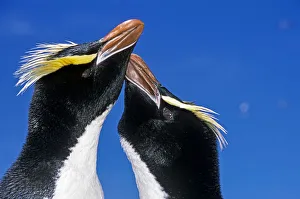 Erect-crested penguin (Eudyptes sclateri) pair in greeting display. Antipodes Island Erect-crested penguin (Eudyptes sclateri) pair in greeting display. Antipodes Island