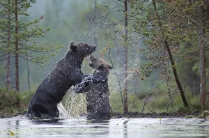 Two Eurasian Brown bears (Ursus arctos) one adult, one juvenile, play-fighting in water Two Eurasian Brown bears (Ursus arctos) one adult, one juvenile, play-fighting in water