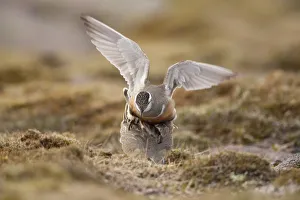 Eurasian dotterel (Charadrius morinellus) pair mating in breeding habitat on upland Eurasian dotterel (Charadrius morinellus) pair mating in breeding habitat on upland