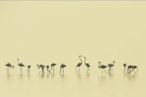 Eurasian flamingos (Phoenicopterus roseus) lined up on Pulicat Lake, Tamil Nadu, India Eurasian flamingos (Phoenicopterus roseus) lined up on Pulicat Lake, Tamil Nadu, India
