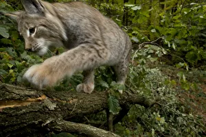 Eurasian lynx (Lynx lynx) climbing tree, Black Forest, Baden-Wurttemberg, Germany Eurasian lynx (Lynx lynx) climbing tree, Black Forest, Baden-Wurttemberg, Germany