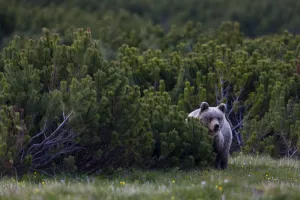 European brown bear (Ursus arctos) solitary female peering from behind Dwarf mountain European brown bear (Ursus arctos) solitary female peering from behind Dwarf mountain