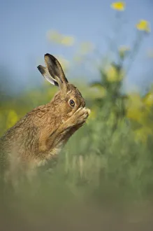 European brown hare (Lepus europaeus) adult grooming beside field of rapeseed, Hope European brown hare (Lepus europaeus) adult grooming beside field of rapeseed, Hope