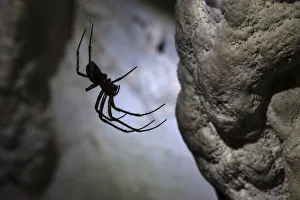 European Cave Spider (Meta menardi) in limestone cave. Plitvice Lakes National Park European Cave Spider (Meta menardi) in limestone cave. Plitvice Lakes National Park