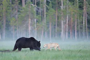 European grey wolf (Canis lupus) interacting with a European brown bear (Ursus arctos European grey wolf (Canis lupus) interacting with a European brown bear (Ursus arctos