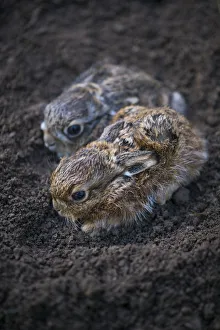 European hare (Lepus europaeus), two leverets crouched in soil. Navarra, Spain. August European hare (Lepus europaeus), two leverets crouched in soil. Navarra, Spain. August