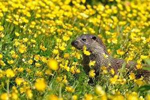 European otter (Lutra lutra) in buttercups, West Country Wildlife Photography Centre European otter (Lutra lutra) in buttercups, West Country Wildlife Photography Centre