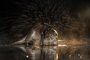 European otter (Lutra lutra) shaking off water, Kiskunsagi National Park, Hungary, January European otter (Lutra lutra) shaking off water, Kiskunsagi National Park, Hungary, January