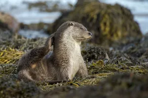 European river otter (Lutra lutra) grooming, Shetland, Scotland, UK, September European river otter (Lutra lutra) grooming, Shetland, Scotland, UK, September