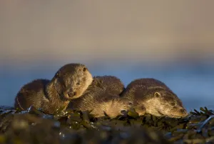 Three European river otters (Lutra lutra) resting amongst seaweed, Isle of Mull Three European river otters (Lutra lutra) resting amongst seaweed, Isle of Mull