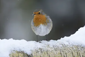 European Robin (Erithacus rubecula) on snow covered birch tree branch, Vosges, France European Robin (Erithacus rubecula) on snow covered birch tree branch, Vosges, France