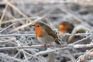 Two European robins (Erithacus rubecula) perched among hoar frosted vegetation Two European robins (Erithacus rubecula) perched among hoar frosted vegetation
