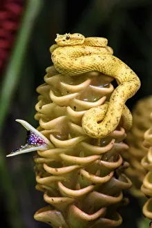 Eyelash pit viper (Bothriechis schlegelii) (Viperidae: Crotalinae). Distictive yellow Eyelash pit viper (Bothriechis schlegelii) (Viperidae: Crotalinae). Distictive yellow